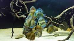 Besatz im Aquarium Wurzelbiotop 2 (Nur noch als Beispiel)