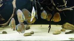 Besatz im Aquarium Wurzelbiotop 2 (Nur noch als Beispiel)