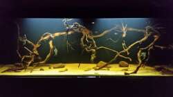 Aquarium Wurzelbiotop 2 (Nur noch als Beispiel)