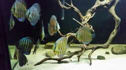 Besatz im Aquarium Wurzelbiotop 2 (Nur noch als Beispiel)