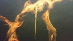 Besatz im Aquarium Wurzelbiotop 2 (Nur noch als Beispiel)