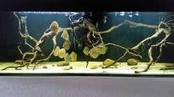 Aquarium Wurzelbiotop 2 (Nur noch als Beispiel)