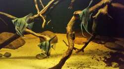 Besatz im Aquarium Wurzelbiotop 2 (Nur noch als Beispiel)