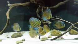 Besatz im Aquarium Wurzelbiotop 2 (Nur noch als Beispiel)