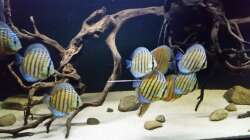 Besatz im Aquarium Wurzelbiotop 2 (Nur noch als Beispiel)