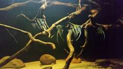 Besatz im Aquarium Wurzelbiotop 2 (Nur noch als Beispiel)