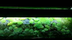 Pflanzen im Aquarium Blaulinge im Grünen