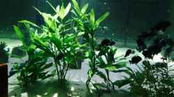 Pflanzen im Aquarium Merlins Tanganjika Traum