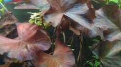 Nymphaea lotus rubra