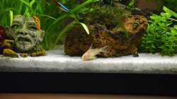 Besatz im Aquarium Mein allererstes Aquarium