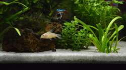 Besatz im Aquarium Mein allererstes Aquarium