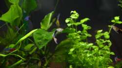 Besatz im Aquarium Mein allererstes Aquarium