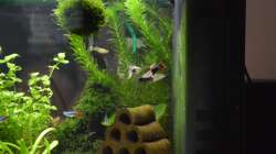 Besatz im Aquarium Mein allererstes Aquarium