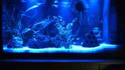 Aquarium bei Nacht mit 3 Mond-LED I