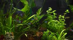 Besatz im Aquarium Mein allererstes Aquarium