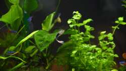 Besatz im Aquarium Mein allererstes Aquarium