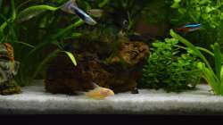 Besatz im Aquarium Mein allererstes Aquarium