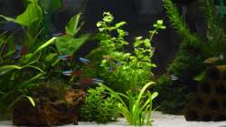 Besatz im Aquarium Mein allererstes Aquarium