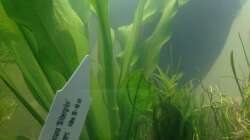 Pflanzen im Aquarium EHEIM proxima 325