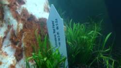 Pflanzen im Aquarium EHEIM proxima 325