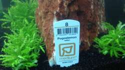 Pflanzen im Aquarium EHEIM proxima 325