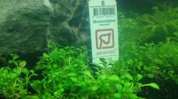 Pflanzen im Aquarium EHEIM proxima 325