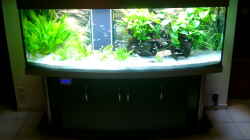Dekoration im Aquarium Becken 3074 - Alex Diskus Aquarium