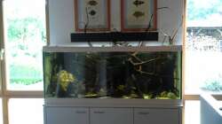 Aquarium 450 l Wurzelbiotop