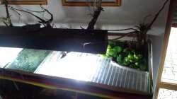 Technik im Aquarium 450 l Wurzelbiotop