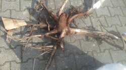 Dekoration im Aquarium 450 l Wurzelbiotop