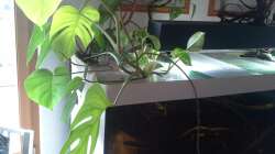 Philodendron 