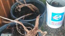 Dekoration im Aquarium 450 l Wurzelbiotop