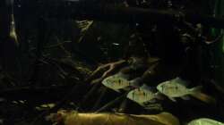 Mikrogeophagus altispinosus sp.  Zweifleck