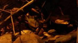 Mikrogeophagus altispinosus sp.  Zweifleck