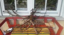 Dekoration im Aquarium 450 l Wurzelbiotop