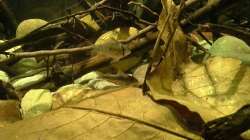 Besatz im Aquarium 450 l Wurzelbiotop