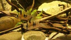 Besatz im Aquarium 450 l Wurzelbiotop