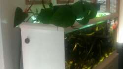 Pflanzen im Aquarium 450 l Wurzelbiotop