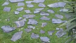 Dekoration im Aquarium 450 l Wurzelbiotop