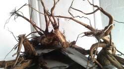 Dekoration im Aquarium 450 l Wurzelbiotop