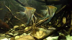 Pterophyllum scalare