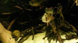 Mikrogeophagus altispinosus sp. Zweifleck