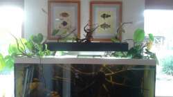 Aquarium 450 l Wurzelbiotop