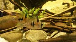 Besatz im Aquarium 450 l Wurzelbiotop