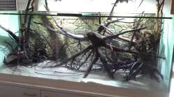 Dekoration im Aquarium 450 l Wurzelbiotop