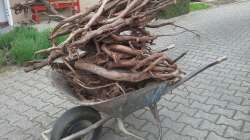 Dekoration im Aquarium 450 l Wurzelbiotop