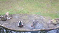 Gäste am Teich - 2 Enten hatten sich im zeitigen Frühjahr hierher verirrt