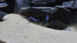 Melanochromis cyaneorhabdos Maingano Reiberei 30.09.2014