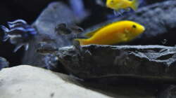 Aulonocara stuartgranti Ngara???, 3-4cm Jungtiere 30.09.2014