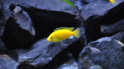 Besatz im Aquarium Malawidream